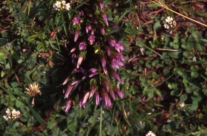 Gentianella sp.